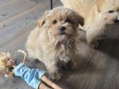 Maltipoo - nuotraukos Nr. 20