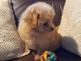 Pomapoo Mergytės - nuotraukos Nr. 6