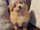 Pomapoo Mergytės - nuotraukos Nr. 7
