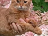 Somali cat - nuotraukos Nr. 2