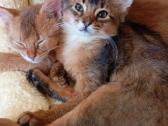 Somali cat - nuotraukos Nr. 3