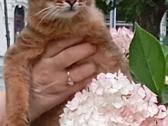 Somali cat - nuotraukos Nr. 4