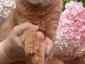 Somali cat - nuotraukos Nr. 5