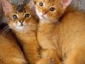 Somali cat - nuotraukos Nr. 6
