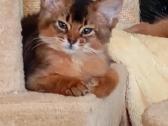 Somali cat - nuotraukos Nr. 7