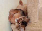 Somali cat - nuotraukos Nr. 8