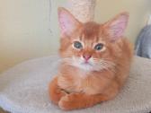 Somali cat - nuotraukos Nr. 9