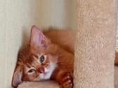 Somali cat - nuotraukos Nr. 10