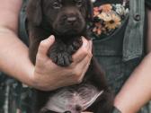 Labradoro Retriveriai Šokoladinės spalvos - nuotraukos Nr. 4