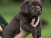 Labradoro Retriveriai Šokoladinės spalvos - nuotraukos Nr. 5