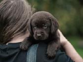 Labradoro Retriveriai Šokoladinės spalvos - nuotraukos Nr. 7