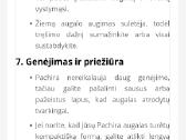 Vandeninė pachira - nuotraukos Nr. 9