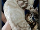Švelnus snieginis lynx berniukas ieško savo namų! - nuotraukos Nr. 6