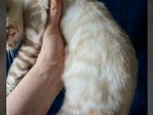 Švelnus snieginis lynx berniukas ieško savo namų! - nuotraukos Nr. 7