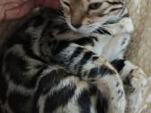 Išskirtinio grožio klasikinio rozečių rašto Bengal - nuotraukos Nr. 2
