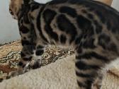 Išskirtinio grožio klasikinio rozečių rašto Bengal - nuotraukos Nr. 4