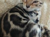 Išskirtinio grožio klasikinio rozečių rašto Bengal - nuotraukos Nr. 5