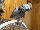 Rankinis, kalbantis Žako papūga – 3 metų. - nuotraukos Nr. 4