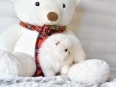 Mergaitė ir berniukas babyface VIP super mini Boo - nuotraukos Nr. 32
