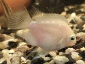 Akvariuminės žuvytės, maistelis ir įranga pigiau - nuotraukos Nr. 3