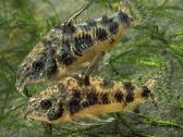 Akvariuminės žuvytės, maistelis ir įranga pigiau - nuotraukos Nr. 4