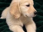 Золотистый ретривер - nuotraukos Nr. 3