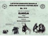 Kilmingi maltos bišonai Lkd-fci - nuotraukos Nr. 14