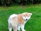 Akita - nuotraukos Nr. 4