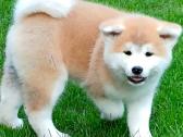 Akita - nuotraukos Nr. 6