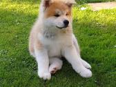 Akita - nuotraukos Nr. 7
