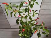 Čili pipirų medelis - nuotraukos Nr. 3