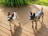 American Naked Terriers - nuotraukos Nr. 3