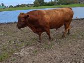 Parduodu angus reproduktorių - nuotraukos Nr. 2