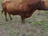 Parduodu angus reproduktorių - nuotraukos Nr. 4