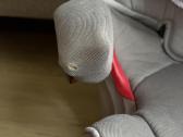 Cybex Solution S-fix 15-36 kg - nuotraukos Nr. 7