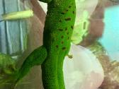 Dieninis Madagaskaro Gekonas - nuotraukos Nr. 3