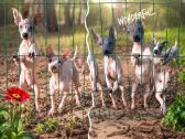 American Naked Terriers - nuotraukos Nr. 2