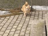 Čihuahua berniukas ir mergaite - nuotraukos Nr. 2