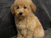 Maltipoo berniukas ir dvi mergaites - nuotraukos Nr. 2
