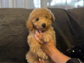 Maltipoo berniukas ir dvi mergaites - nuotraukos Nr. 3