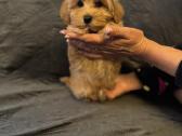 Maltipoo berniukas ir dvi mergaites - nuotraukos Nr. 6