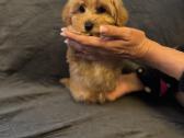 Maltipoo berniukas ir dvi mergaites - nuotraukos Nr. 5