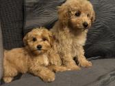 Maltipoo berniukas ir dvi mergaites - nuotraukos Nr. 7