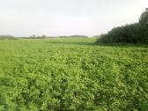 Kanapių sėklos - nuotraukos Nr. 9