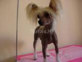 Doggy days, šuniukų grožio salonas klaipeda, - nuotraukos Nr. 7