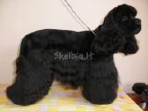 Doggy days, šuniukų grožio salonas klaipeda, - nuotraukos Nr. 8