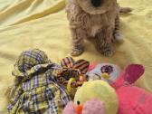Maltipoo šuniukai - nuotraukos Nr. 4