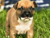 Kilmingi Amstaff suniukai - nuotraukos Nr. 2
