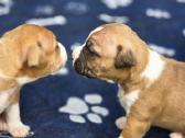 Kilmingi Amstaff suniukai - nuotraukos Nr. 3