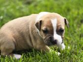 Kilmingi Amstaff suniukai - nuotraukos Nr. 4
